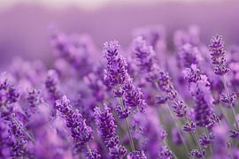 Lavender blossom in full bloom with soft colour nuances by Art & Soul Creations