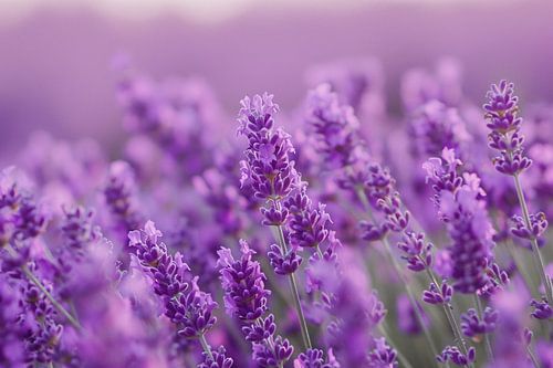 Lavendelbloesem in volle bloei met zachte kleurnuances