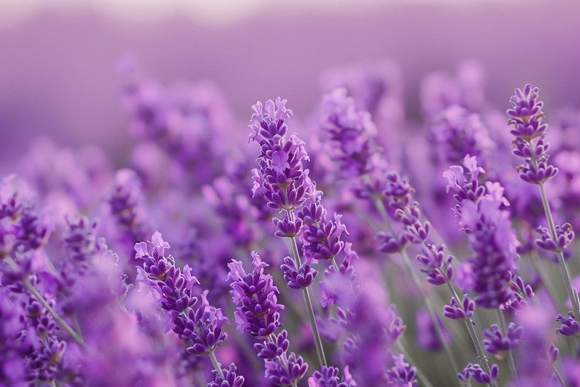 Lavender blossom in full bloom with soft colour nuances by Art & Soul Creations
