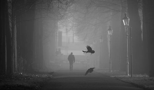 Black crows in the fog