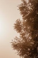 Baum in der nebligen Morgensonne (2/2)
