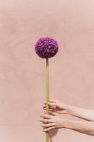 Violette Blume