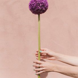 Violette Blume von Lotte de Graaf