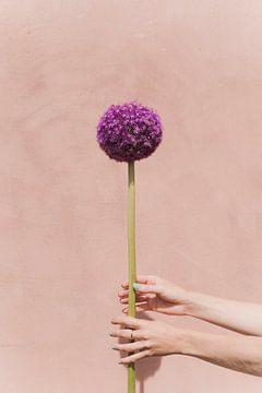Paarse bloem van Lotte de Graaf