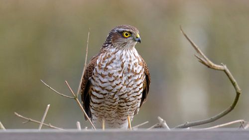 Sperwer van Sabrina de Vries