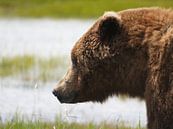 Grizzlybeer - Alaska  van Tonny Swinkels thumbnail
