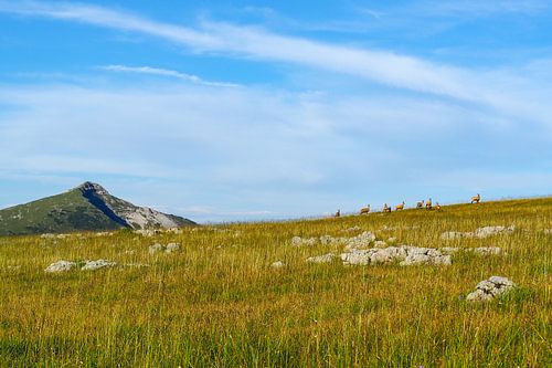 Kudde gemzen - Adembenemende alpenlandschappen: majestueuze bergtoppen, heldere meren en pure natuurmomenten - tijdloze motieven uit de bergwereld.