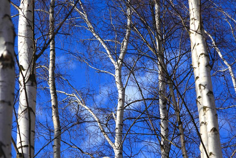 Birch Forest by Thomas Jäger