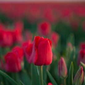 Wunderschöne rote Tulpen von Michel Lumiere