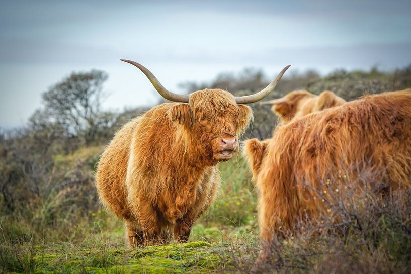 Schottische Hochlandbewohner in der Natur von Dirk van Egmond