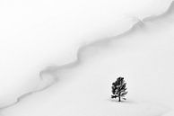 The wave by Nicoletta Muscas thumbnail