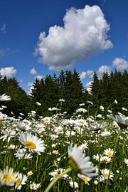 Een veld met wilde bloemen van Claude Laprise