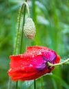 Poppy, schwere Regentropfen von Rietje Bulthuis Miniaturansicht
