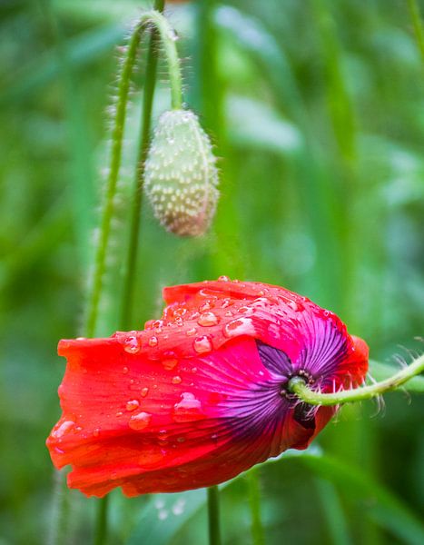 Poppy, schwere Regentropfen von Rietje Bulthuis