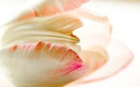 Liggende witte tulp met roze rand