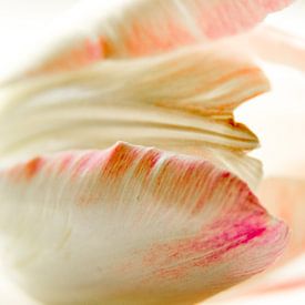 Liggende witte tulp met roze rand van Tilja Jansma