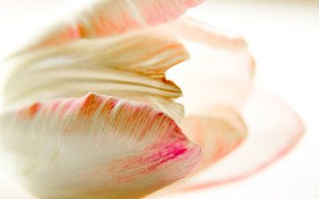 Liggende witte tulp met roze rand van Tilja Jansma