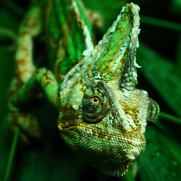 kameleon by Jannes Boonstra