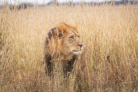 König von Afrika von Martijn Brinkman