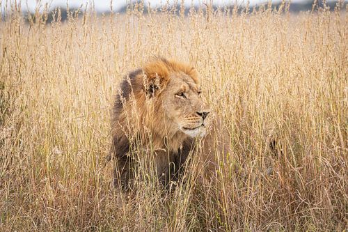 King of Afirca