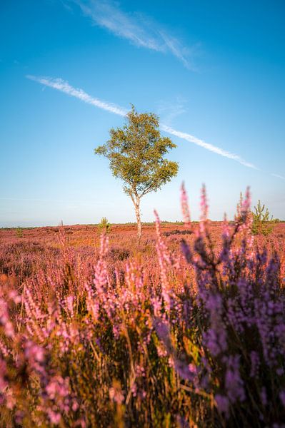 Lonely tree by Peter Deschepper