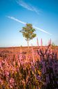 Lonely tree by Peter Deschepper thumbnail