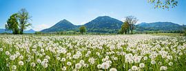 spring landscape alpine foothills with blowball meadow, bavaria by SusaZoom