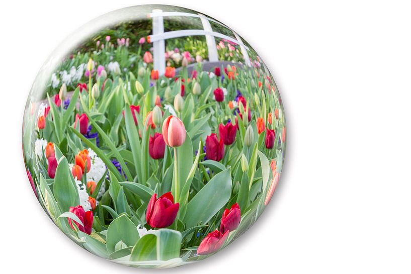 Glaskugel mit Blumen rote Tulpen isoliert auf weißem Hintergrund von Ben Schonewille