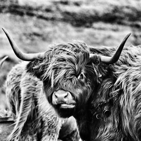 Highland cattle von Oliver Wilkening