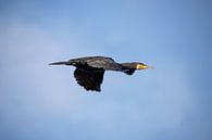 Aalscholver in vlucht, Phalacrocorax carbo van Gert Hilbink thumbnail