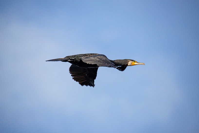 Aalscholver in vlucht, Phalacrocorax carbo van Gert Hilbink