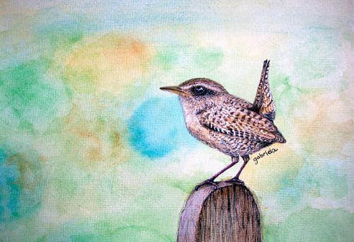 Zaunkönig braun auf Stange von Gabriela Brakenhoff