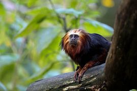 Goudkop leeuwaapje by Marcel Kelfkens