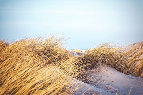 Golden grass and white sand