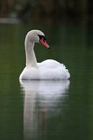 Swan
