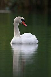 Cygne sur Menno Schaefer