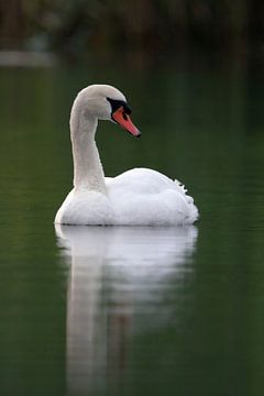 Swan by Menno Schaefer