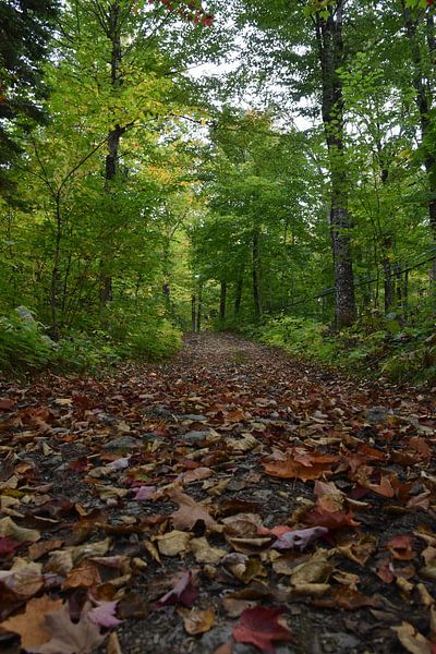 A trail in early autumn by Claude Laprise
