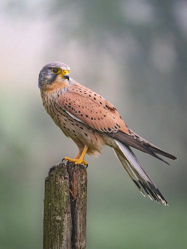 Turmfalke wartet auf Futter
