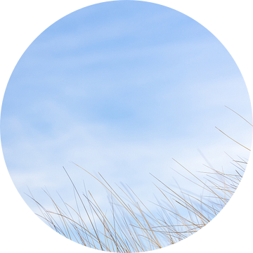 Helmgras op staande foto tegen blauwe lucht van Simone Janssen
