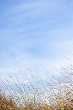 Helmgras op staande foto tegen blauwe lucht van Simone Janssen