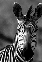 Zebra old school style