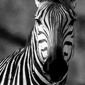 Zebra im Stil der alten Schule von Linda van der Steen
