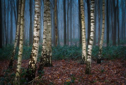 Berkenbomen in een mistig bos