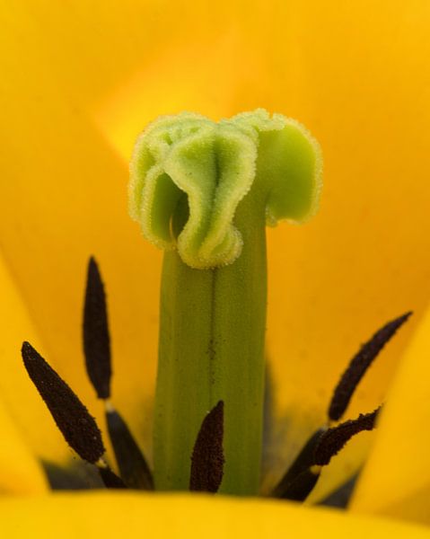 Yellow flower by Edzo Boven