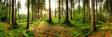 Een ochtend in het bos van Günter Albers