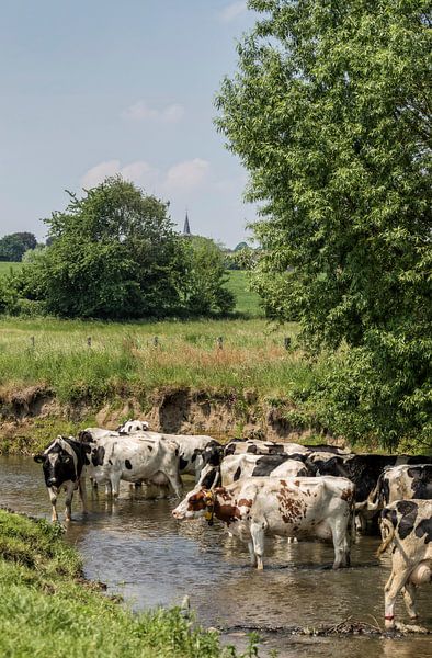 Koeien zoeken verkoeling in de Geul in Zuid-Limburg van John Kreukniet