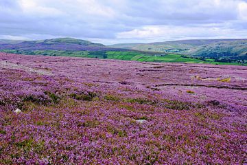 Heather in the Yorkshire Dales in full bloom by Gisela Scheffbuch