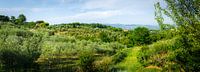toscaans landschap van Thomas van Houten thumbnail
