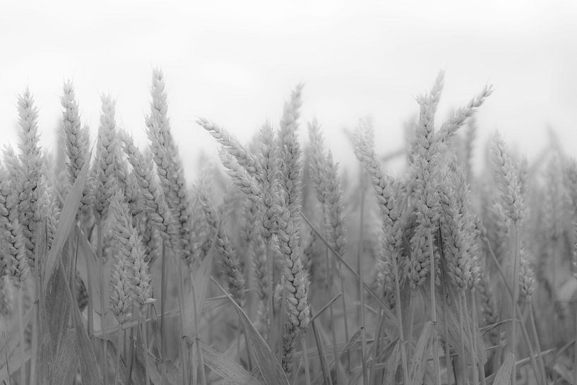 Image d'ambiance de grain en noir et blanc par Ans Bastiaanssen